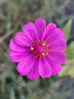 In Pics : तहसीलदार  धीरज मांजरे यांचं निसर्ग प्रेम, रानफुलांचा अनमोल ठेवा मोबाईलमध्ये  कैद