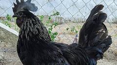 Kadaknath Therapy : কোভিডের 'প্রেসক্রিপশনে' থাক কড়কনাথ থেরাপি, ICMR-কে অনুরোধ কৃষি বিজ্ঞান কেন্দ্রের