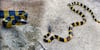 Viper Venom for Covid 19: ఇది విన్నారా? ఆ పాము విషంతో కరోనాకు చెక్!