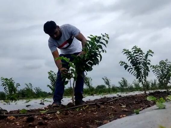Geranium Farming | विदेशातील मोठ्या पगाराची नोकरी सोडून तरुण करतोय शेती; जिरेनियम पिकातून कमावतोय लाखो रुपये Geranium Farming | विदेशातील मोठ्या पगाराची नोकरी सोडून तरुण करतोय शेती; जिरेनियम पिकातून कमावतोय लाखो रुपये