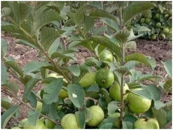 Is consumption of guava and its leaves useful for people with diabetes? Know क्या डायबिटीज रोगियों के लिए अमरूद और उसकी पत्तियों का इस्तेमाल फायदेमंद है? जानिए