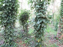 வாடல் நோயால் வாடும் மிளகு விவசாயிகள்!