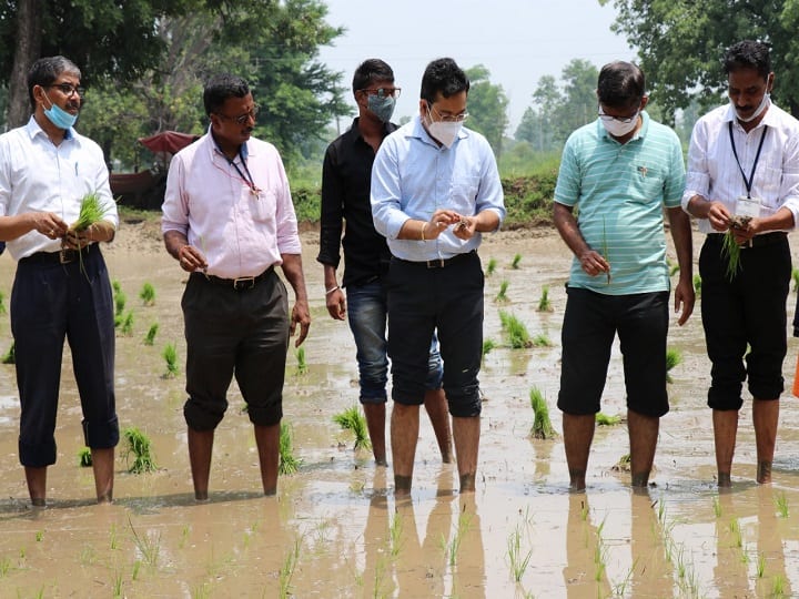 गडचिरोलीच्या जिल्हाधिकाऱ्यांची चिखलात उतरून भात रोवणी; आधुनिक पद्धतीने भात लागवड करण्याचे आवाहन