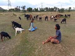 ஆன்லைன் வகுப்புக்குச் செல்லாமல் கால்நடை மேய்க்கும் மாணவர்கள்!