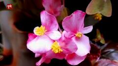 Be Positive : पाईपचा वापर करत फुलवली बाग, 1350 रोपांची लागवड, पर्यावरण प्रेमी मंदार थिटे यांची कमाल