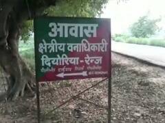 बाइक सवार युवकों पर बाघ ने घात लगाकर किया हमला, दो की मौत, तीसरे ने पेड़ पर चढ़कर बचाई जान 