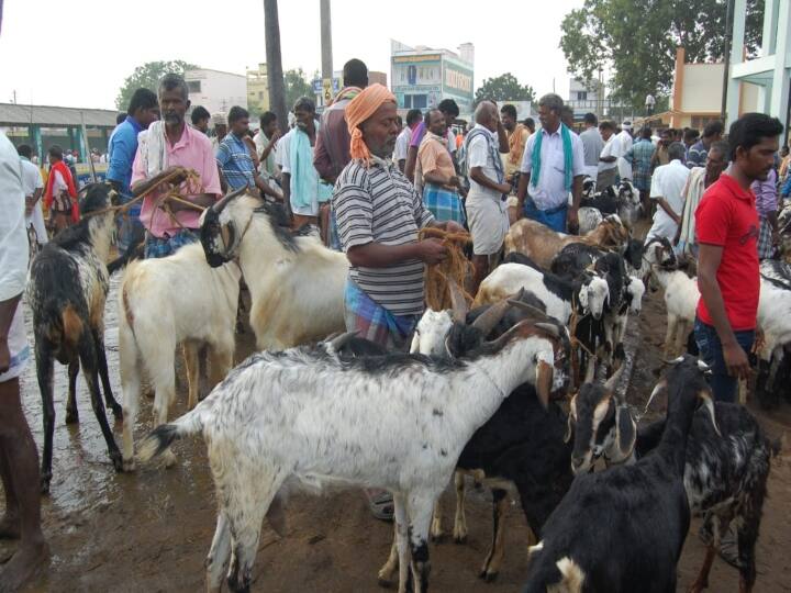 Purchaser not happy with high Price of Goat in Agra Uttar Pradesh ann Bakra Eid 2021: आसमान छूते बकरे के दामों से बाजार ठंडा, त्योहार पर नहीं मिल रहे खरीदार