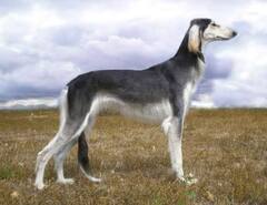 DOGS : 'சாலுக்கி’ பரிசு பொருளாகிய அரேபிய நாய்கள்..!