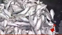 Hilsa Shortage: বেআইনিভাবে ধরা হচ্ছে খোকা ইলিশ, রুপোলি শস্যে আকালের আশঙ্কা