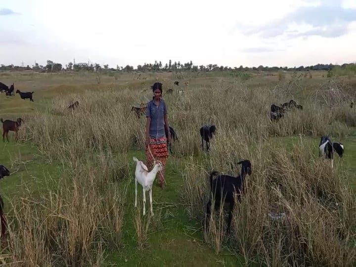 ஆன்லைன் வகுப்புக்குச் செல்லாமல் கால்நடை மேய்க்கும் மாணவர்கள்!