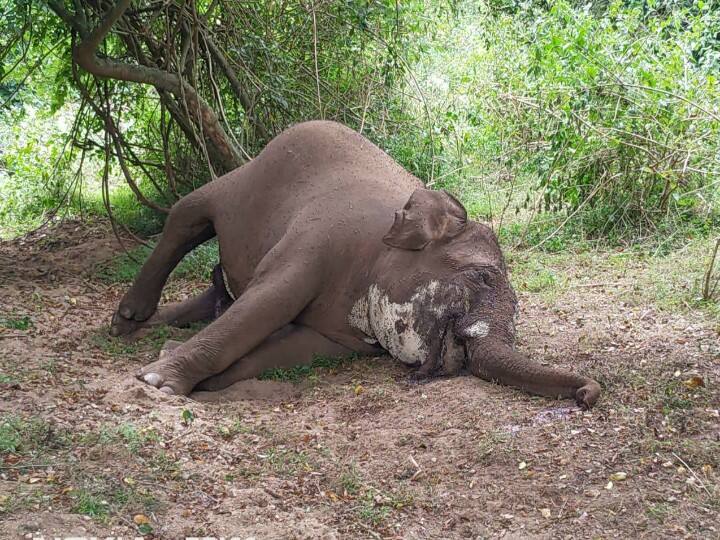 coimbatore Wild elephant dies of anthrax ஆந்த்ராக்ஸ் நோய் தாக்கி காட்டு யானை உயிரிழப்பு