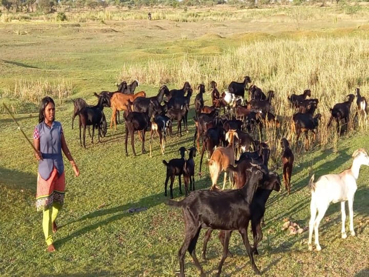 ஆன்லைன் வகுப்புக்குச் செல்லாமல் கால்நடை மேய்க்கும் மாணவர்கள்!