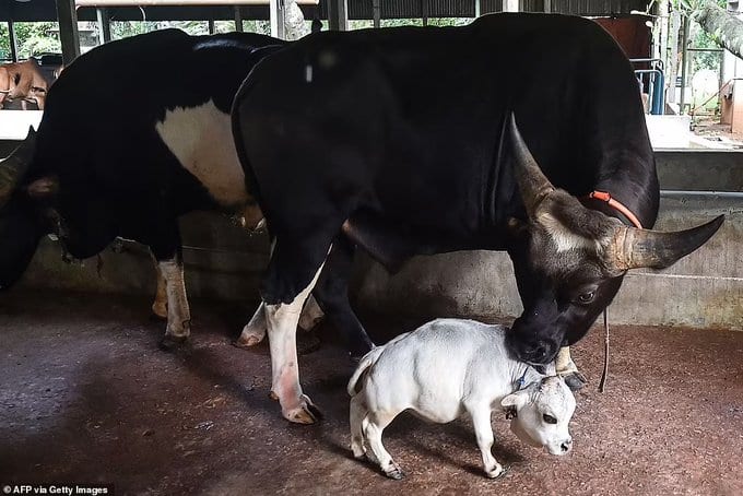 Two feet cow became the center of attraction in Bangladesh Dwarf Rani Cow Viral: सोशल मीडिया पर हिट हुई बांग्लादेश की 20 इंच की बौनी गाय रानी, देखने के लिए उमड़ी भीड़