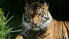 Tiger Attack: উত্তরপ্রদেশের পিলিভিটে আচমকা বাঘের হানায় মৃত্যু দুই বাইক আরোহীর, এলাকায় আতঙ্ক