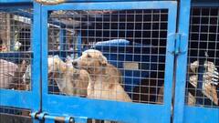 ਬੰਦਾ ਮਰਨ ਮਗਰੋਂ ਅਵਾਰਾ ਕੁੱਤਿਆਂ ਦੀ ਸ਼ਾਮਤ, ਪ੍ਰਸ਼ਾਸਨ ਨੇ ਚਲਾਈ ਕੁੱਤੇ ਫੜਨ ਲਈ ਮੁਹਿੰਮ