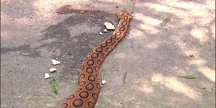 Kolkata: Venomous snake recovered from Nil Ratan Sarkar Medical College and Hospital Kolkata: এনআরএস-এর রেডিওথেরাপি বিভাগের কাছে চন্দ্রবোড়া!