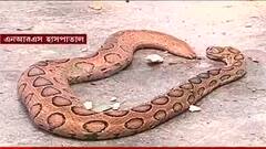 Snake at NRS: এনআরএস-এর রেডিওথেরাপি বিভাগের পাশের বাগানে উদ্ধার চন্দ্রবোড়া! আতঙ্ক