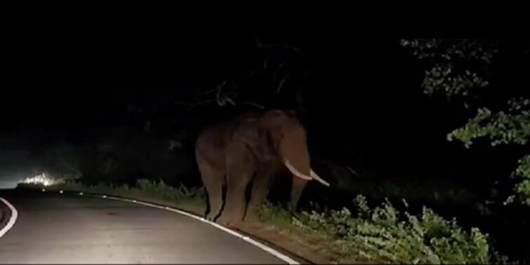 Jalpaiguri Dooars elephants often roam in locality for food, causing panic among villagers Jalpaiguri Dooars elephants: খাবারের খোঁজে লোকালয়ে ঢুকছে হাতির দল, আতঙ্কে দিন কাটছে ডুয়ার্সবাসীর