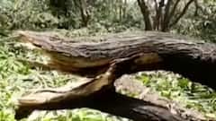 તૌકતેના સંકટ બાદ સરકારની સહાયથી વંચિત કોડીનારના સરપંચોએ સરકાર સામે ચડાવી બાયો, શું લગાવ્યા આરોપ?