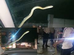 Windshield Viper: Nashik Man Startled By Snake On His Car While Driving On Maha Highway; Watch Viral Video