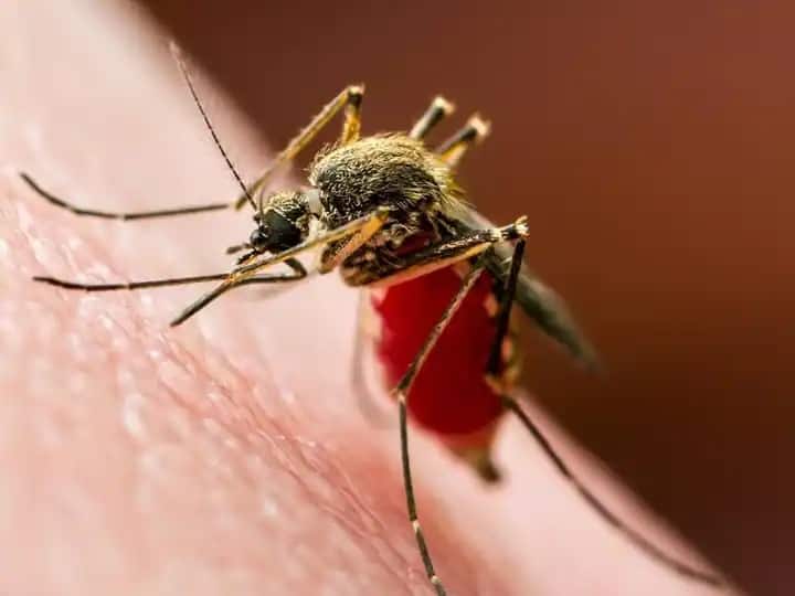 Zika Situation Well Under Control, Karnataka Govt Tells Centre Zika Situation Well Under Control, Karnataka Govt Tells Centre