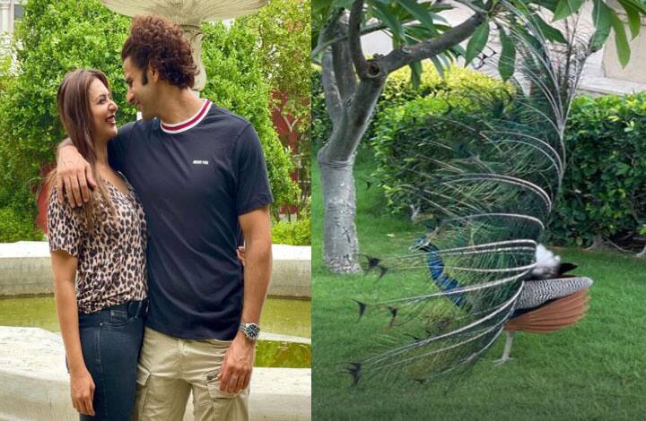 क्या आपने कभी बारिश में पंख फैलाकर नाचता हुआ मोर देखा है? भई शहरों में न सही...लेकिन उदयपुर में ये नजारा आम है. और दिव्यांका इस नजारे को कैसे न कैद करतीं.  (फोटो - सोशल मीडिया)