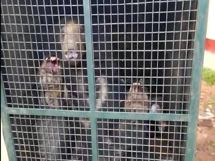 வனத்துறை கூண்டில் சிக்கிய தாய் கரடி ; தேடி அலையும் குட்டிகள்!