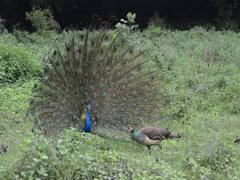 ग्रेटर नोएडा: मोर के अंडों का ऑमलेट बनाकर खाने की मिली पुलिस को शिकायत, जांच शुरू