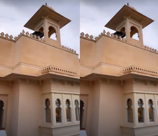 वहीं इसके अलावा इस आलीशान होटल की मीनारों पर बैठे मोर की तस्वीरें देखिए. दिव्यांका ने अपने फोन में इन तस्वीरों को कैद किया और अपनी इंस्टा स्टोरी पर इसे शेयर किया है.  (फोटो - सोशल मीडिया)