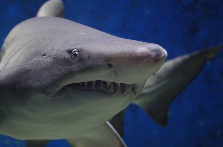 Do Sharks Sleep With Their Eyes Open