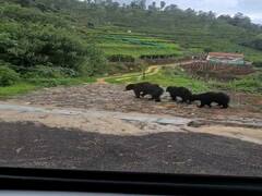 வனத்துறை கூண்டில் சிக்கிய தாய் கரடி ; தேடி அலையும் குட்டிகள்!