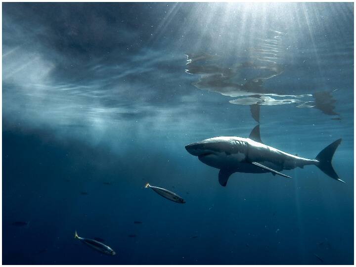 Shark Awareness Day 2021: Some interesting facts about sharks will surprise you, so this special day is celebrated. Shark Awareness Day 2021: ਸ਼ਾਰਕ ਬਾਰੇ ਕੁਝ ਰੋਚਕ ਤੱਥ ਤੁਹਾਨੂੰ ਕਰ ਦੇਣਗੇ ਹੈਰਾਨ, ਇਸ ਲਈ ਮਨਾਇਆ ਜਾਂਦਾ ਇਹ ਖਾਸ ਦਿਨ 