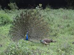चार लोगों ने खाया मोर के अंडों का ऑमलेट, शिकायत मिलने पर पुलिस ने शुरू की जांच