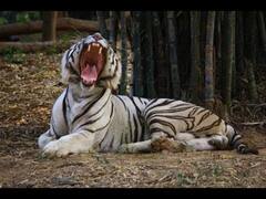 Vandalur zoo | வண்டலூர் பூங்காவில் வெள்ளைப் புலி உயிரிழப்பு : கொரோனா தொற்று காரணமா?