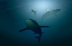 Shark Awareness Day 2021: আজ হাঙর সচেতনতা দিবস, দিনটির গুরুত্ব কী?