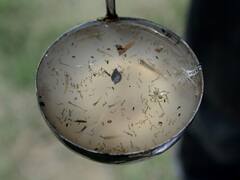 Study Throws Light On Why Mosquitoes Bite Some People More