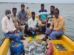 இராமேஸ்வரம் ; கடல் அட்டை ஏன் கடத்தப்படுகிறது? சுற்றுச்சூழல் ஆர்வலர்கள் சொல்வது என்ன?