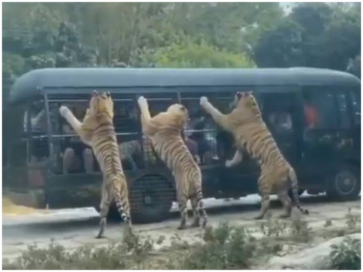 Viral Video: टूरिस्ट गाड़ी को तीन बाघों ने घेरा, वायरल वीडियो देख हो जाएंगे हैरान