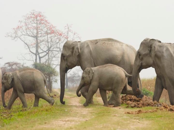 Odisha: herd of elephant create havoc in mayurbhanj district, damages houses and paddy crops ओडिशा: मयूरभंज जिले में हाथियों के झुंड ने मचाया उत्पात, घरों में की तोड़फोड़, धान की फसल को पहुंचाया नुकसान