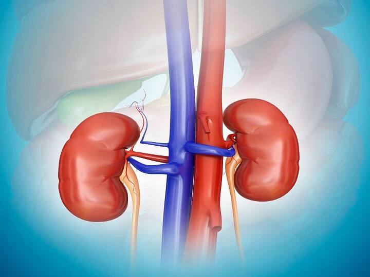 Kidney Problem Symptoms Heathy Habits To Keeps Kidney Healthy Avoid These Habits Kidney Heath: किडनी खराब होने पर क्या लक्षण नज़र आते हैं? किडनी को सेहतमंद रखने के लिए इन बातों का रखें ख्याल