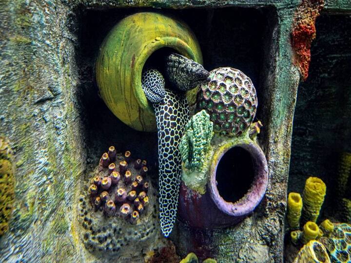 It has 68 tanks showcasing 188 marine species including Penguins. A key attraction of the aquatic gallery is a 28-metre-long unique walk way tunnel.