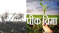 Crop Insurance : शेतकऱ्यांसाठी महत्त्वाची बातमी; पीकविमा काढण्यासाठी आज शेवटचा दिवस