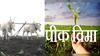 Crop Insurance : शेतकऱ्यांसाठी महत्त्वाची बातमी; पीकविमा काढण्यासाठी आज शेवटचा दिवस