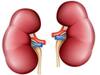 Kidney Problems:'সাইলেন্ট কিলার' হয়ে উঠতে পারে কিডনির অসুখ, অবহেলা করা উচিত নয় এই লক্ষণগুলি