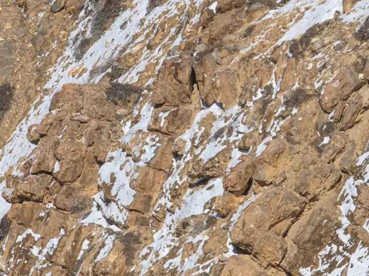 Twitter PHOTO: trending netizens are puzzled with this snow leopard photo Trending: ટ્વીટર પર લોકો માટે કોયડો બની આ તસવીર, શું તમને દેખાય છે આમાં બરફનો ચિત્તો?