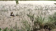 ਡੇਰਾ ਬਾਬਾ ਨਾਨਕ 'ਚ ਫਸਲਾਂ ਲਈ ਤਬਾਹੀ ਬਣਿਆ 'ਹਿਮਾਚਲ' ਦਾ ਪਾਣੀ