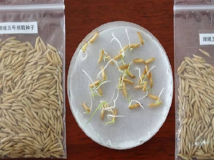 China Harvests First Batch of Space Rice   China Harvests First Batch of Space Rice  