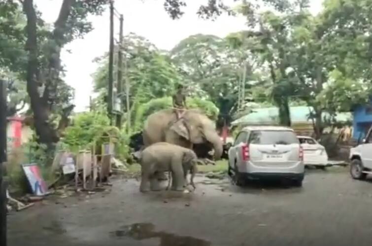 Police Arrest Female Elephant For Killing 14-year-old Boy In Assam Assam Police Arrest Female Elephant For Killing 14-year-old Boy