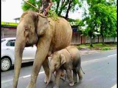 ‛யூ ஆர் அண்டர் அரெஸ்ட்...’ கொலை வழக்கில் குட்டியுடன் யானை கைது!