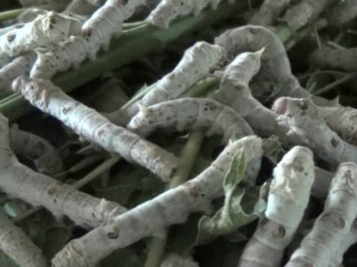 Mulberry cultivation plays a major role in silk production திண்டுக்கல் : பட்டு உற்பத்தியில் பெரும் பங்குவகிக்கும் மல்பெரி சாகுபடி..! பட்டு மட்டுமல்ல.. இதையும் அறிவோம்